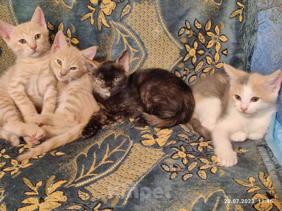 Кошки в Симферополе: Котята бесплатно Мальчик, 2 руб. - фото 1