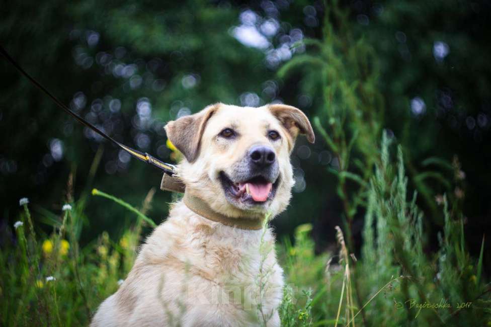 Собаки в Москве: Лакки Мальчик, Бесплатно - фото 2