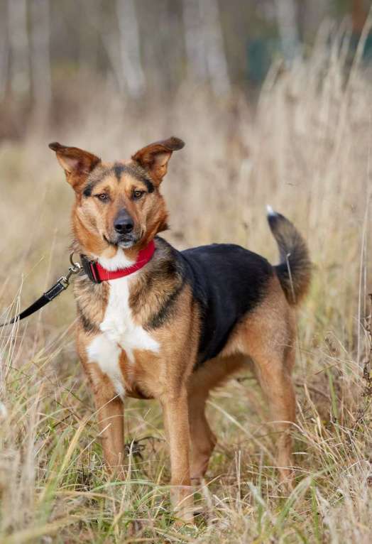 Собаки в Москве: Кристи. Солнечная девочка из приюта Девочка, 1 руб. - фото 3