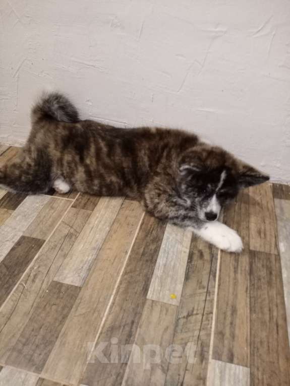 Собаки в Санкт-Петербурге: Щенки Акита ину  Девочка, Бесплатно - фото 8