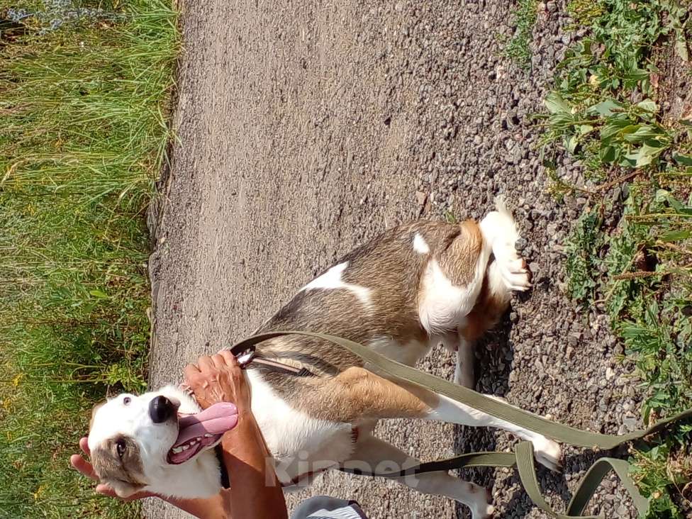 Собаки в Котельнике: Мальчик с разноцветными глазами и очень трудной судьбой! Мальчик, Бесплатно - фото 4