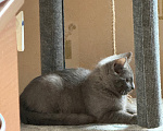 Кошки в Тосно: отдаю котёнка в добрые руки! Девочка, Бесплатно - фото 3