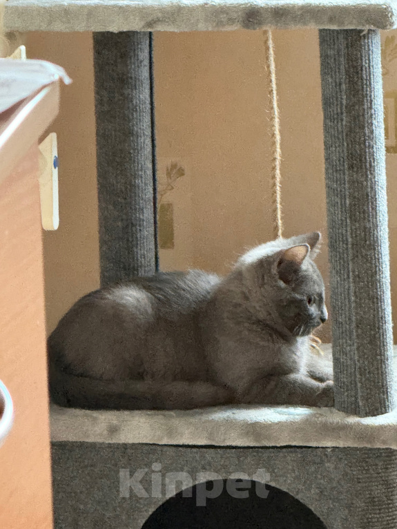 Кошки в Тосно: отдаю котёнка в добрые руки! Девочка, Бесплатно - фото 3