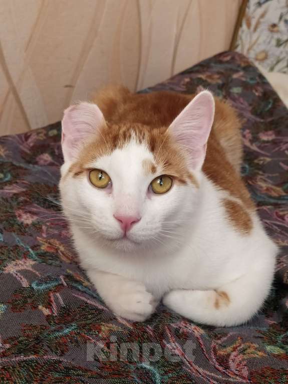 Кошки в Санкт-Петербурге: Молодой котейка Яша в добрые руки Мальчик, Бесплатно - фото 9