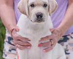 Собаки в Твери: Продажа щенков лабрадора ретривера. Мальчик, 70 000 руб. - фото 1