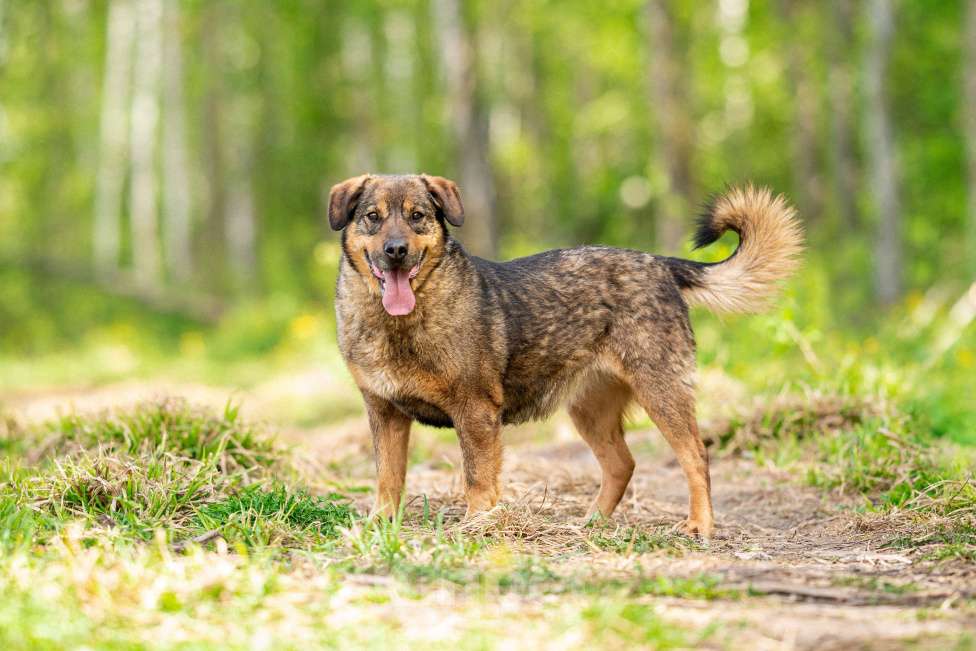 Собаки в других городах Московской области: Василиса Девочка, Бесплатно - фото 3