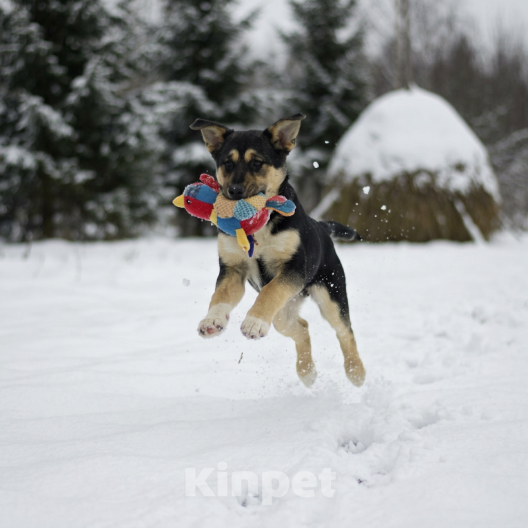 Собаки в Москве: щенок Ника ищет семью Девочка, Бесплатно - фото 2
