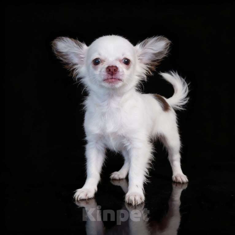 Собаки в Апрелевке: Длинношёрстная чихуахуа мини Девочка, 50 000 руб. - фото 5