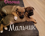 Собаки в Москве: Щенки в добрые руки Девочка, Бесплатно - фото 4