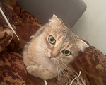 Кошки в Томске: Кошка Мира Девочка, Бесплатно - фото 3