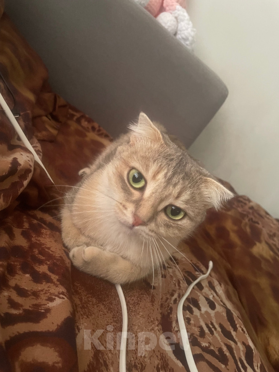 Кошки в Томске: Кошка Мира Девочка, Бесплатно - фото 3