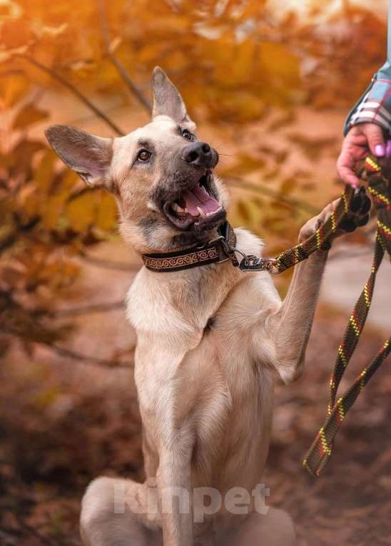 Собаки в Москве: Винни очень нужен дом  Мальчик, Бесплатно - фото 4
