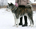 Собаки в Верхнем Пышме: Вязка, 35 000 руб. - фото 2