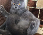 Кошки в Мураше: Кот на вязку, 1 000 руб. - фото 3