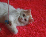 Кошки в Малоархангельске: Котик Белый, 77 руб. - фото 5