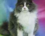 Кошки в Новокубанске: Кошечка Маркиза, 10 руб. - фото 3