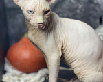 Кошки в Ливны: Сфинкс, 20 000 руб. - фото 3