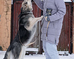 Собаки в Москве: Замечательные щенки Мистер Бонд и Белла ищут дом, Бесплатно - фото 2