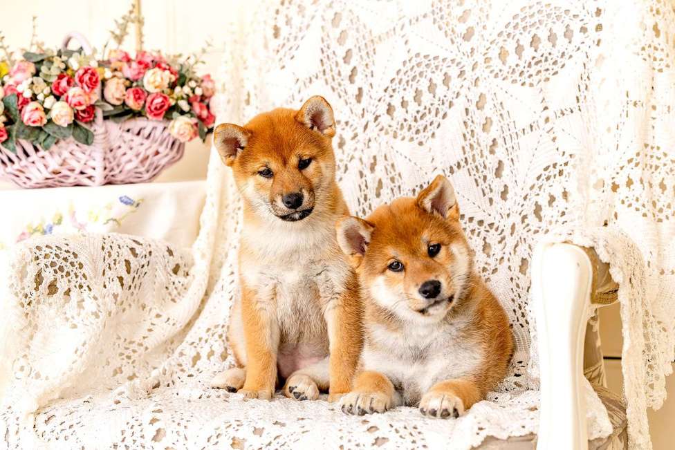 Собаки в Владимире: Девочка 2 мес сиба ину Девочка, Бесплатно - фото 1