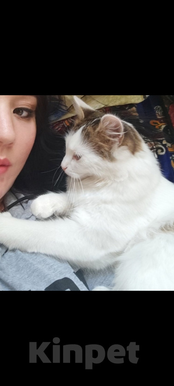 Кошки в Москве: Нашедшим гарантированный вознаграждение 2000р Девочка, 2 000 руб. - фото 4