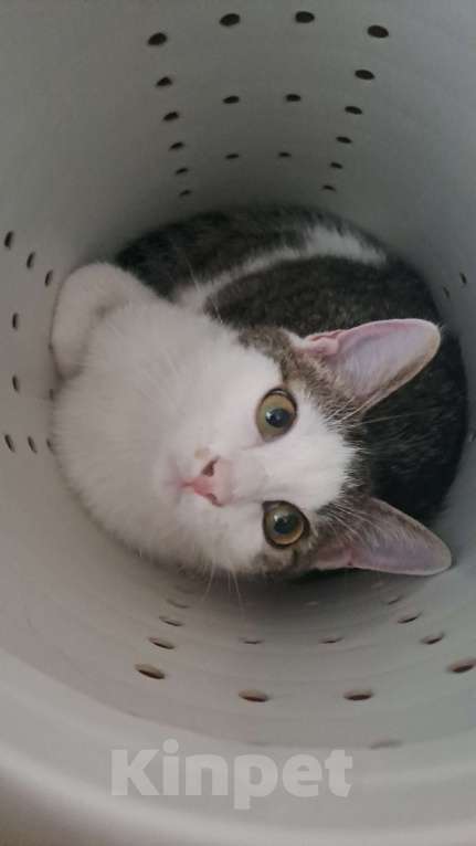 Кошки в Хабаровске: Отдам в добрые руки Мальчик, Бесплатно - фото 3