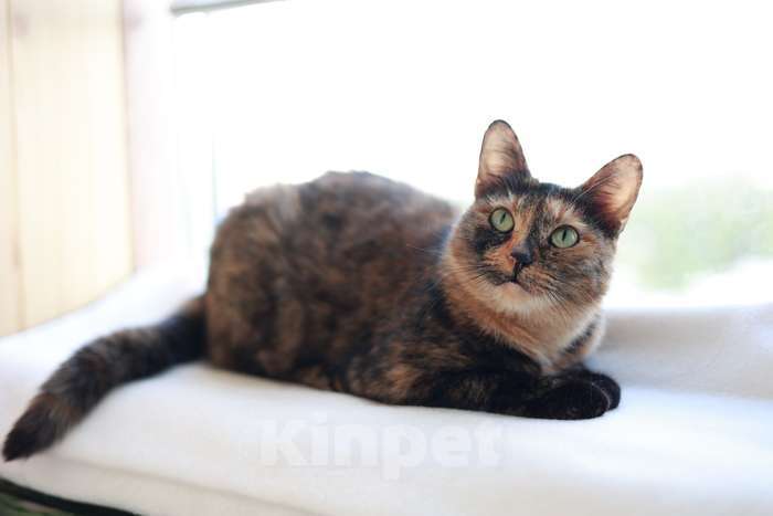 Кошки в Москве: Бывшедомашняя кошка Муся ищет тех кто не предаст Девочка, 1 руб. - фото 2