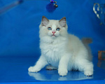 Кошки в Москве: Рэгдолл-девочка Девочка, Бесплатно - фото 2