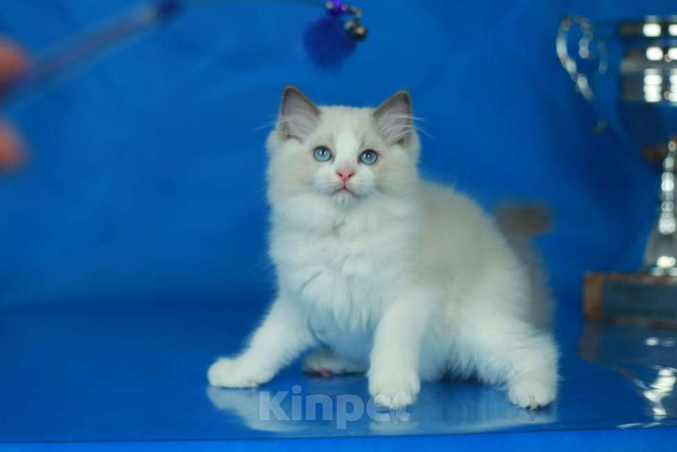 Кошки в Москве: Рэгдолл-девочка Девочка, Бесплатно - фото 2