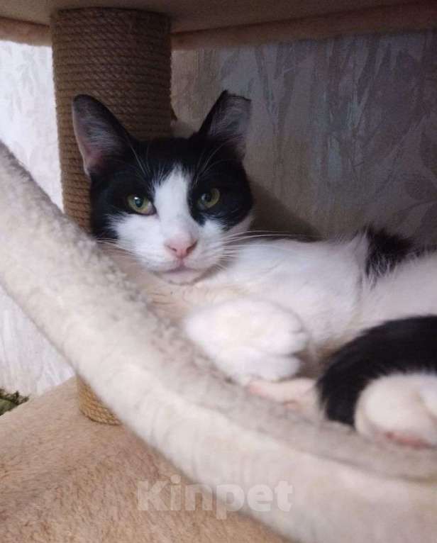 Кошки в Москве: Инопланетный котик Марсик ищет дом  Мальчик, Бесплатно - фото 3