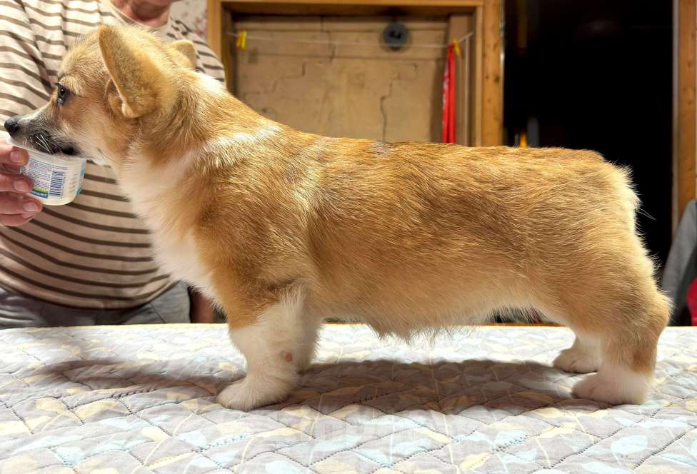 Собаки в Москве: Щенок Вельш корги пемброк  Девочка, 80 000 руб. - фото 4