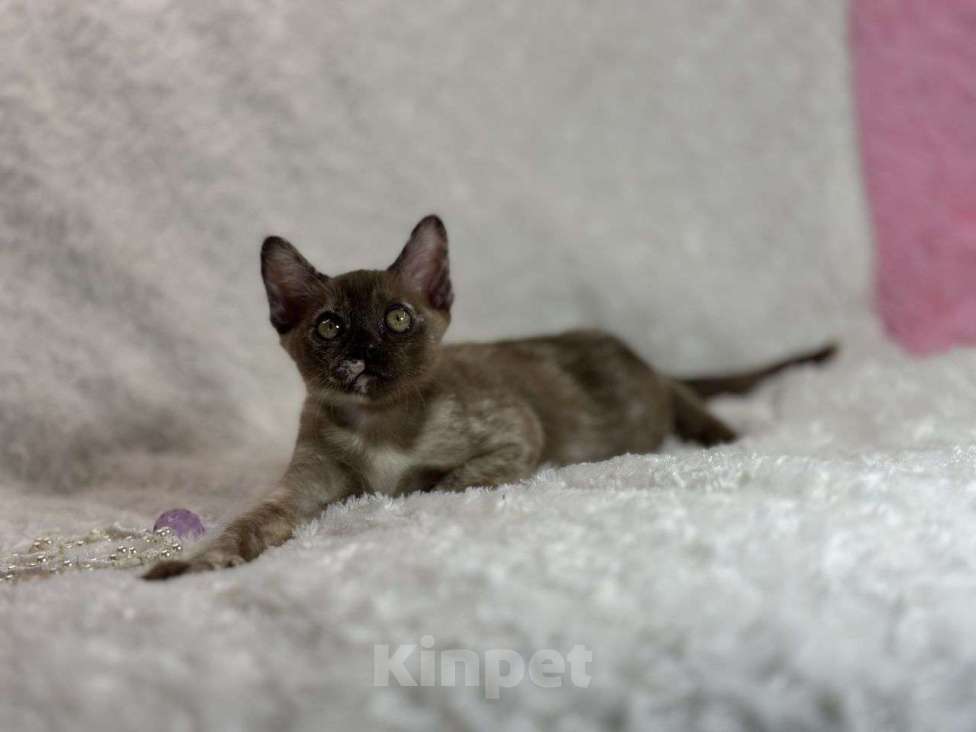 Кошки в Москве: Бурманская девочка черепашка Девочка, 35 000 руб. - фото 5