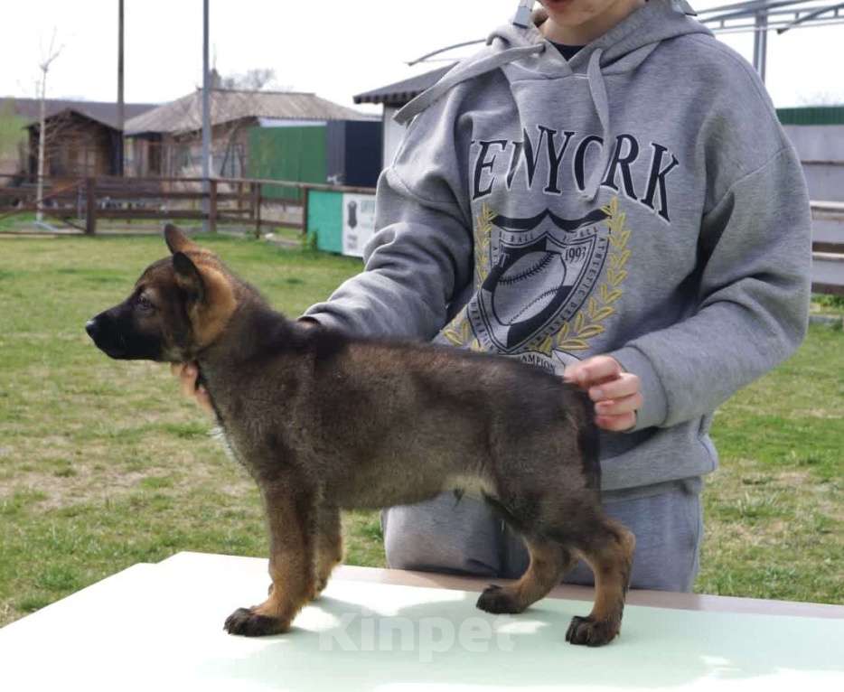 Собаки в Москве: Продаются щенки немецкой овчарки  Мальчик, 60 000 руб. - фото 5