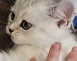 Кошки в Ярославле: Шотландский прямоухий короткошёрстный котёнок цвета серебристая шиншилла Девочка, 7 700 руб. - фото 2