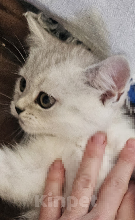 Кошки в Ярославле: Шотландский прямоухий короткошёрстный котёнок цвета серебристая шиншилла Девочка, 7 700 руб. - фото 2