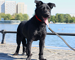 Собаки в Москве: Собака бесплатно Москва Мальчик, Бесплатно - фото 1