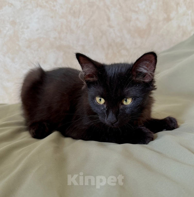 Кошки в Москве: Котенок Бегемот ищет дом Мальчик, Бесплатно - фото 4