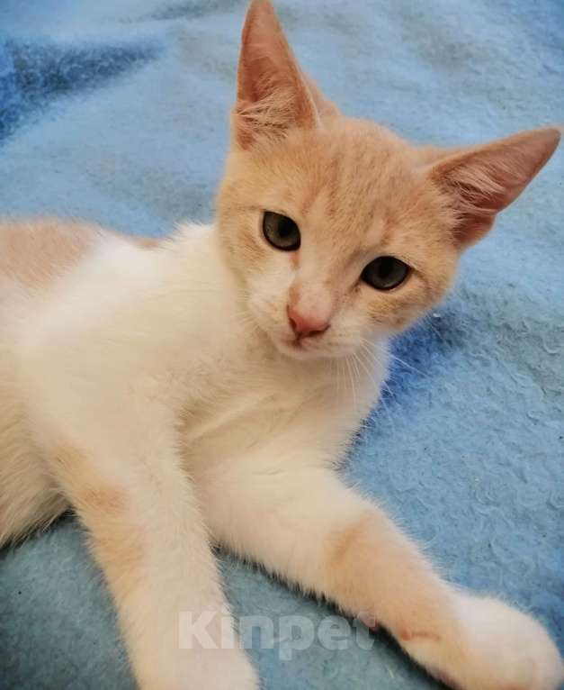 Кошки в Краснодаре: Кошечки Девочка, 5 руб. - фото 2