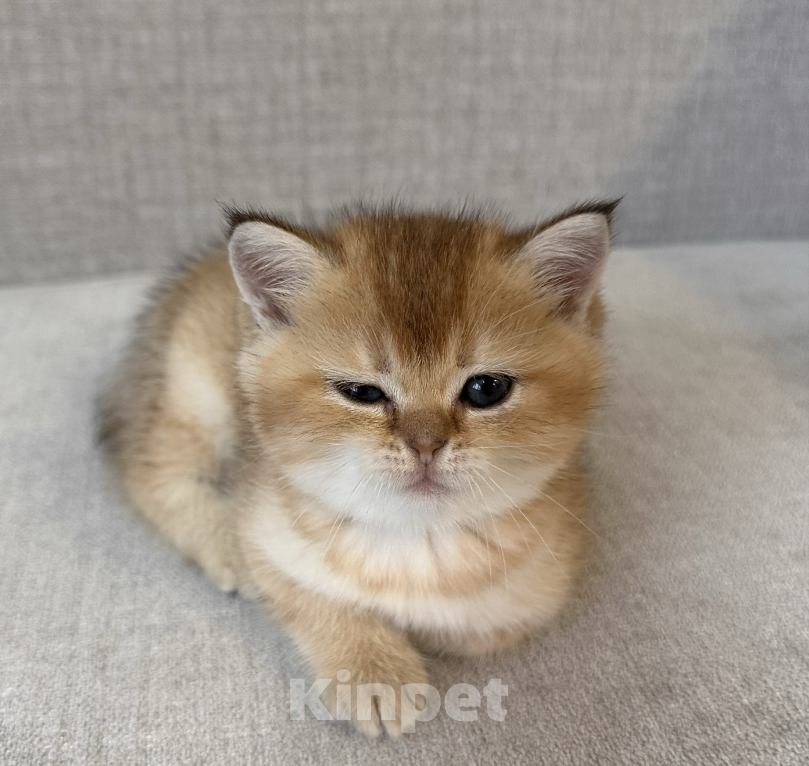 Кошки в Москве: Шотландский котенок мальчик с хорошей родословной Мальчик, 25 000 руб. - фото 2