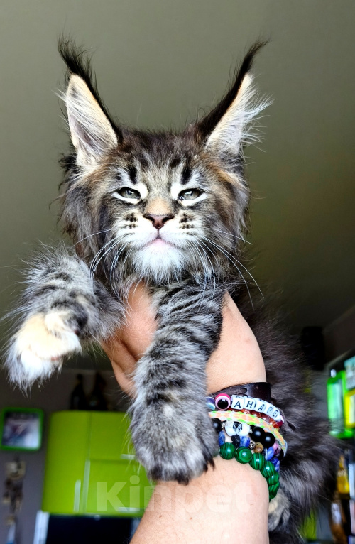 Кошки в Москве: Котенок мейн кун девочка Девочка, 70 000 руб. - фото 3