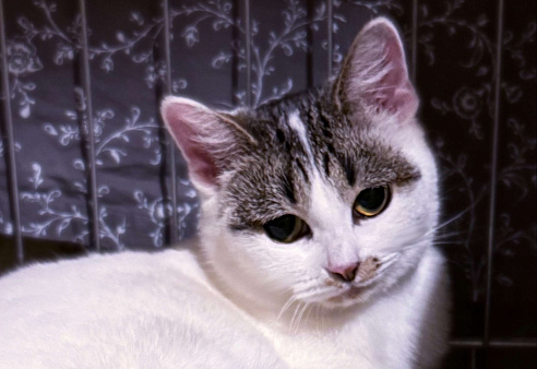 Зефирка Сердечная в поисках дома