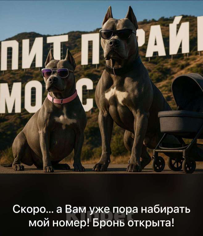 Собаки в других городах Калужской области: Бронь щенка на август,сентябрь от пар Мальчик, 110 000 руб. - фото 6