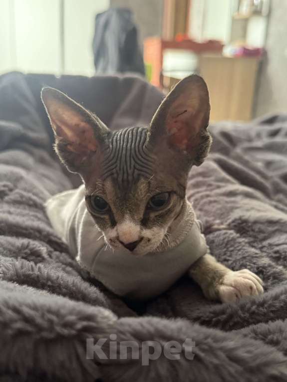 Кошки в Владимире: продам ребенка сфинкса Мальчик, 13 000 руб. - фото 5