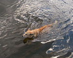 Собаки в Москве: Отдаем собаку в добрые руки Мальчик, Бесплатно - фото 5