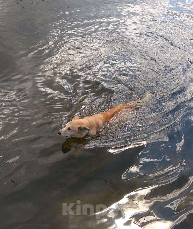 Собаки в Москве: Отдаем собаку в добрые руки Мальчик, Бесплатно - фото 5