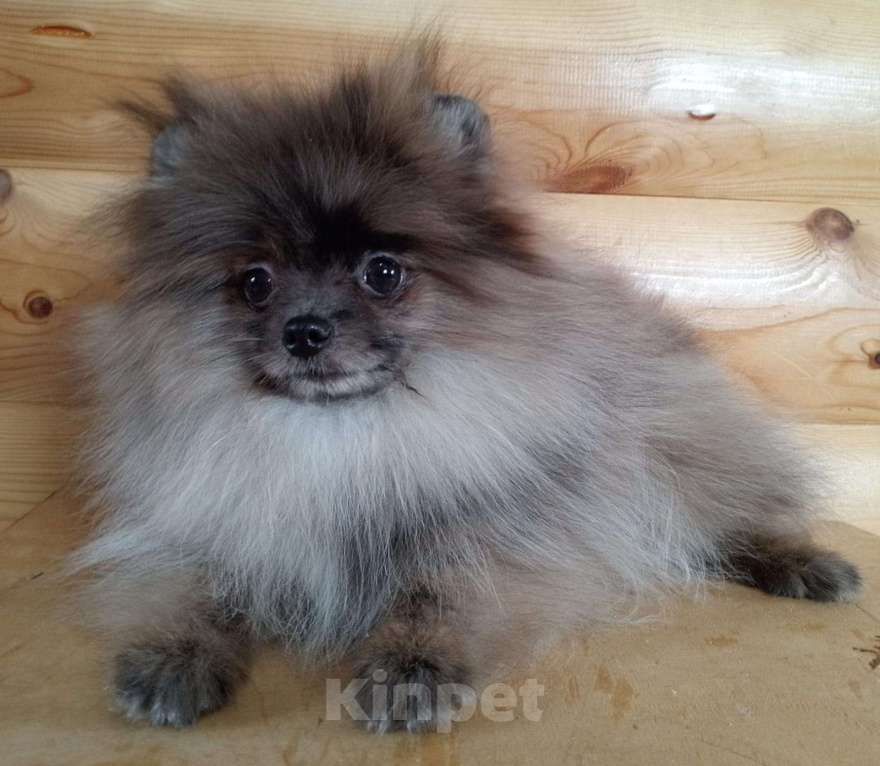 Собаки в Новосибирске: Щенок шпица Мальчик, 80 000 руб. - фото 3