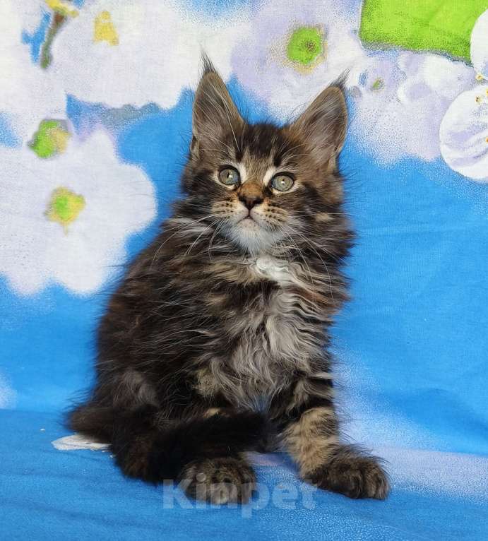 Кошки в Москве: Котёнок Мейн Кун Девочка Девочка, 60 000 руб. - фото 5