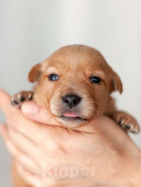 Собаки в Москве: Белые и рыжие щенки от маленькой собаки в добрые руки Девочка, Бесплатно - фото 3