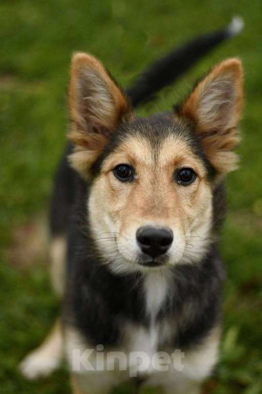 Собаки в Москве: Альфа в поисках дома!  Девочка, Бесплатно - фото 7