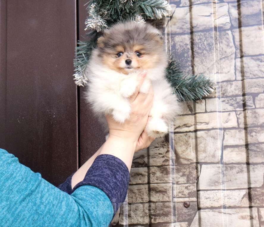 Собаки в Москве: 👍💎 Пушистый медвежонок Мальчик, 55 000 руб. - фото 4