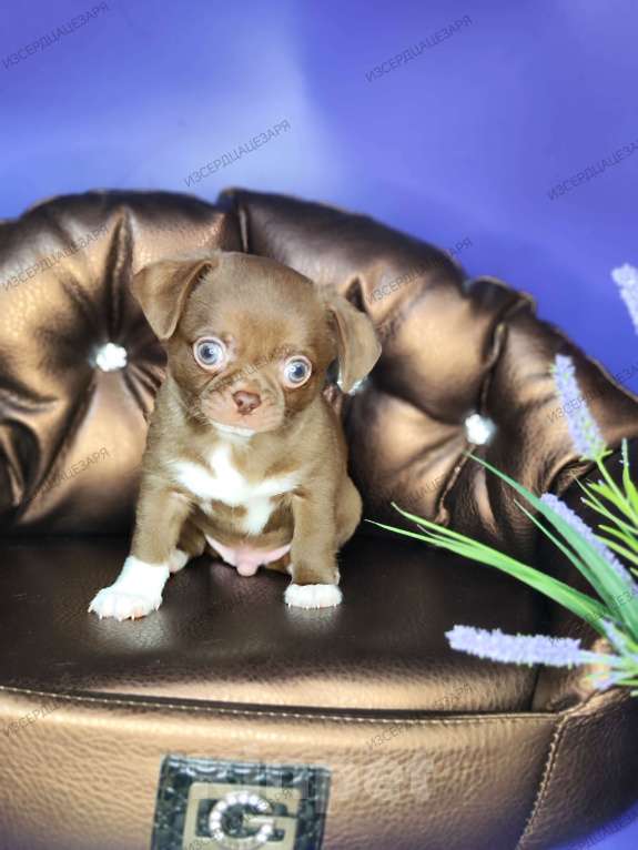 Собаки в Москве: Шоколадный мальчик Мальчик, 40 000 руб. - фото 2